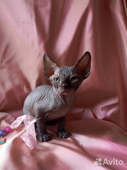 Канадский сфинкс