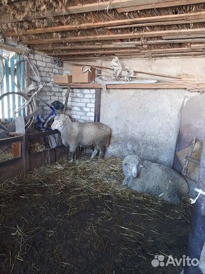 Продам 2 барана с откорма