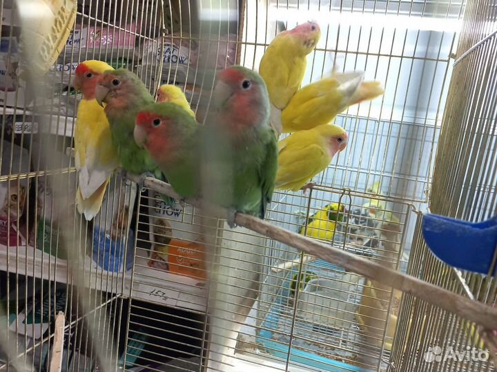 Попугай неразлучники