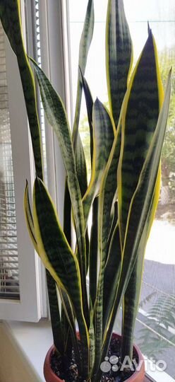 Сансевиерия (Щучий хвост)