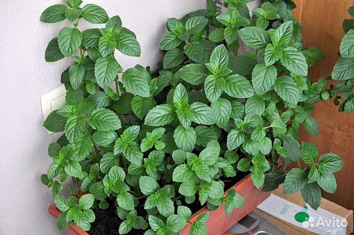 Многолетники : мята, эстрагон, ландыш и др