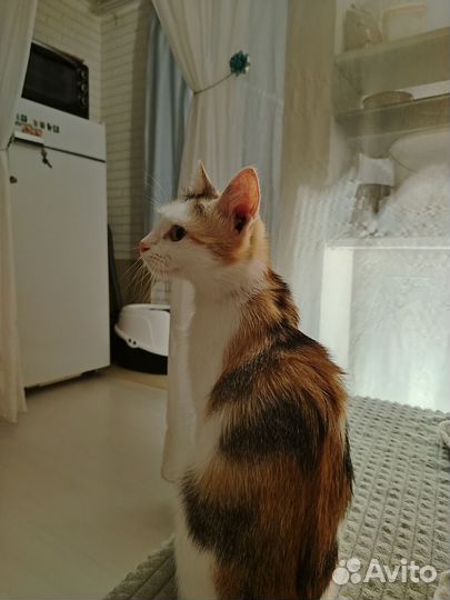 Отдаю кошку