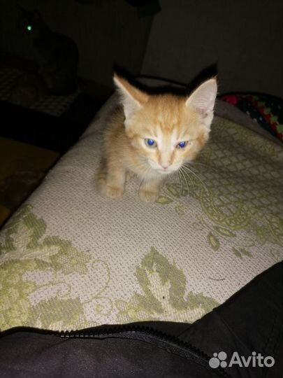 Кошка в дар бесплатно
