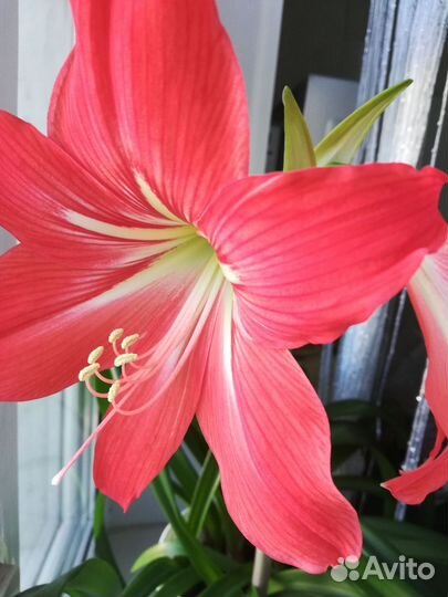 Гиппиаструм, аморалис