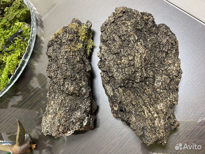 Кора деревьев