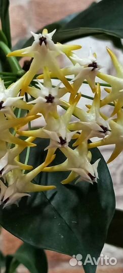 Хойя мультифлора