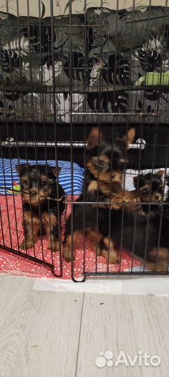 Йоркширский терьер щенки