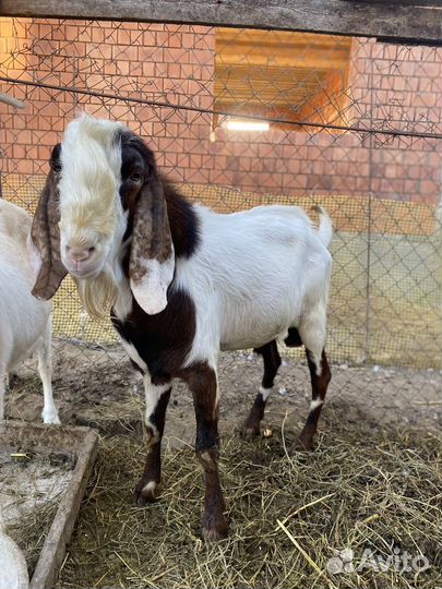 Домашние животные