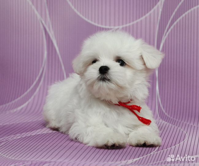 Мальтезе, мальтийская болонка щенки
