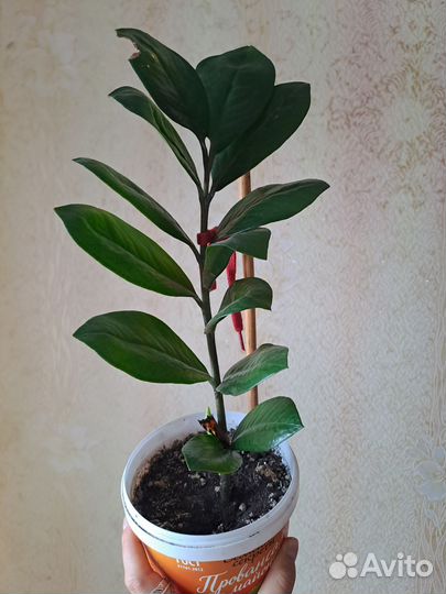 Замиокулькас