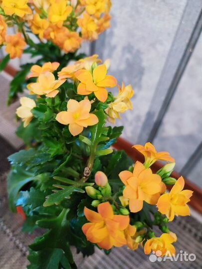 Каланхоэ цветущий