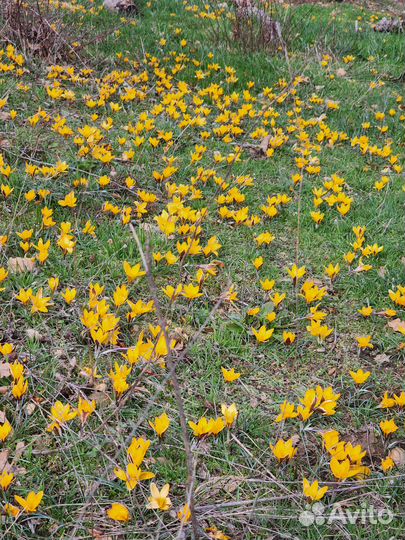 Крокус весенний Фускотинктус 20шт