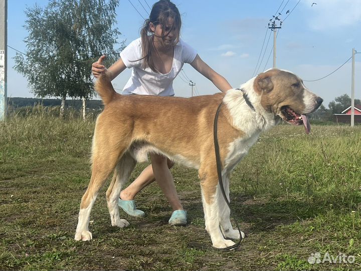 Среднеазиатская овчарка (алабай)