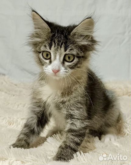Кошечка, 2 месяца