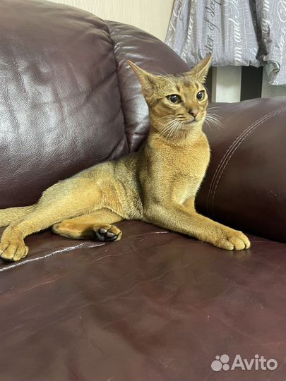 Абиссинский кот вязка