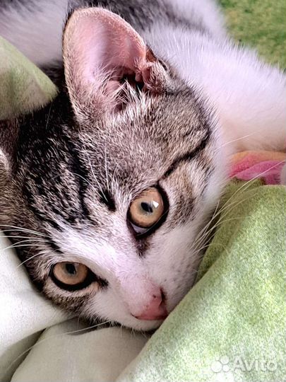 Котенок 3 мес в заботливые руки бесплатно