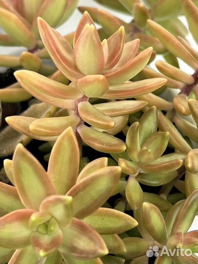 Седум/Алоэ/Пахифитум/Опунция/Граптоседум