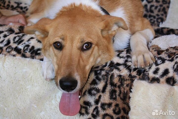 Отдаю даром собаку Доминику в добрые руки