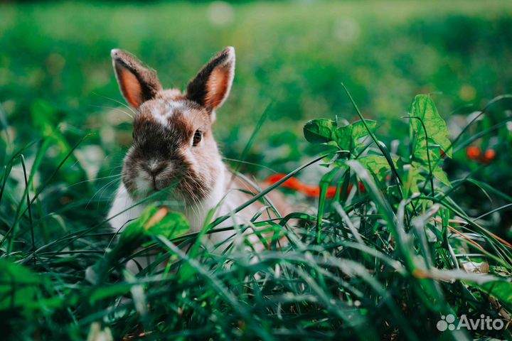 Декоративные кролики