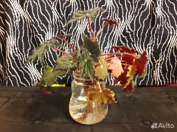 Отростки комнатных цветов