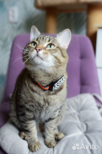 Gps ошейник трекер, traker