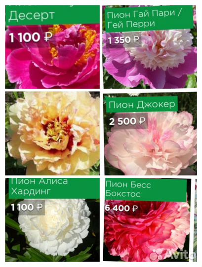 Пионы гортензия