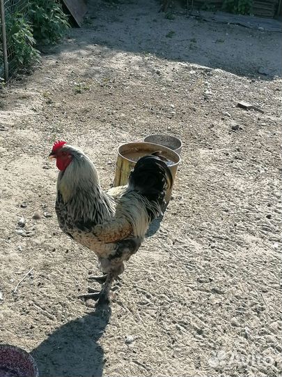 Петух брама