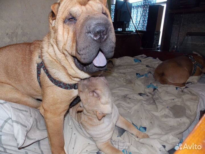 Продажа собак щенков