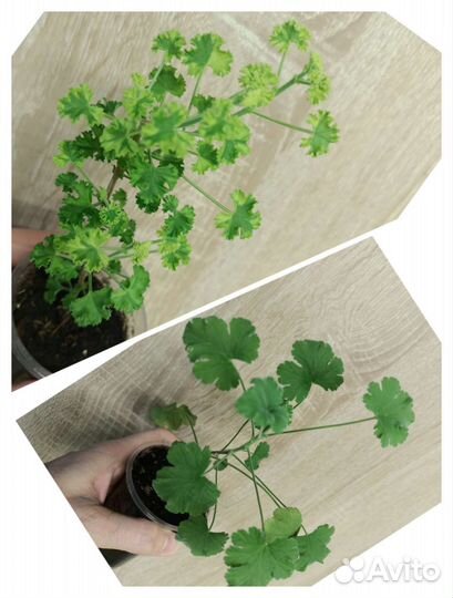 Мирт цветущий и другие ароматные растения