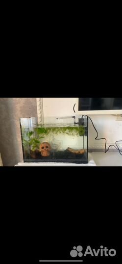 Аквариум с тритоном