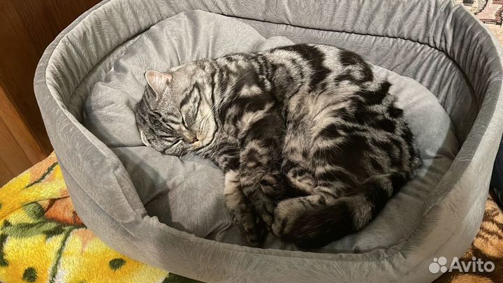 Шотландский кот вязка