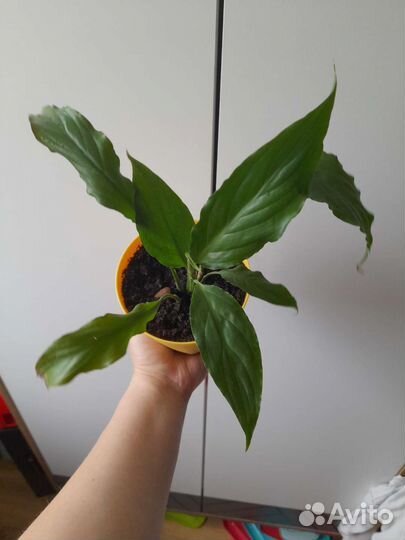 Спатифиллум пышные кустики плюс большие