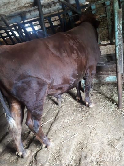 Телята бычки