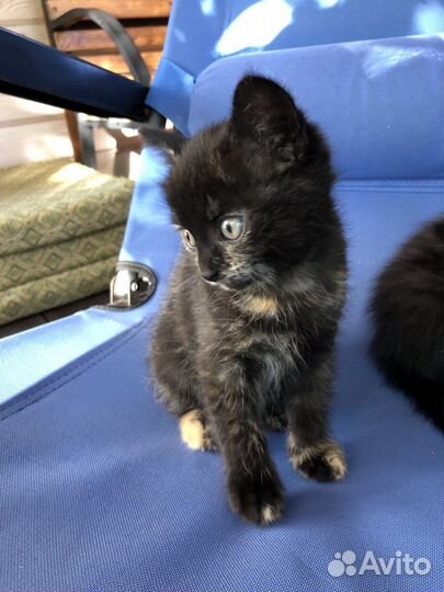 Милая котена