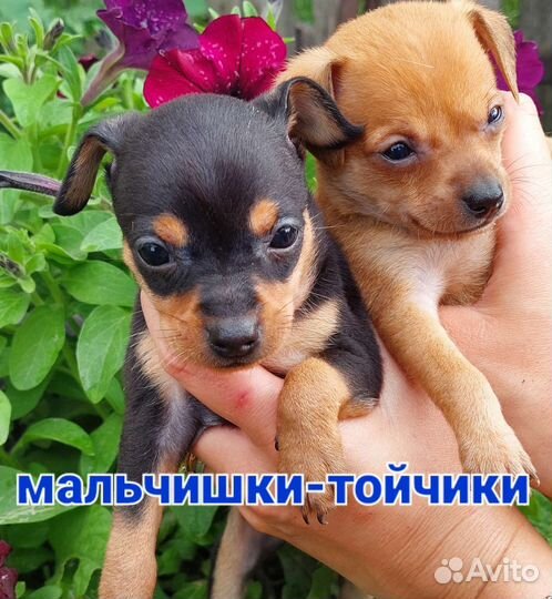 Щеночки той-терьеры