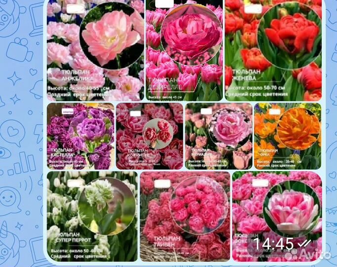 Махровые Тюльпаны -Европейская поставка