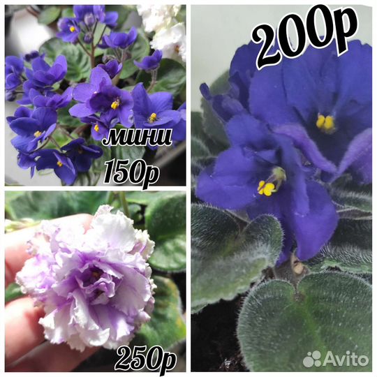 Продаю излишки комнатные цветы