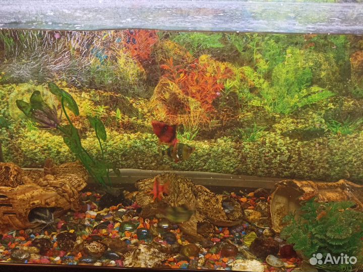 Аквариум