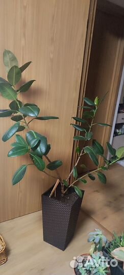 Фикус каучуконосный большой