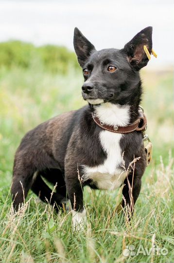 Маленькая собака