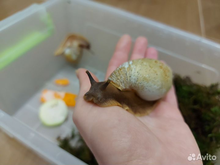 Улитки архахатины