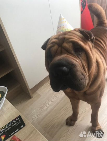 Шарпей 5 лет