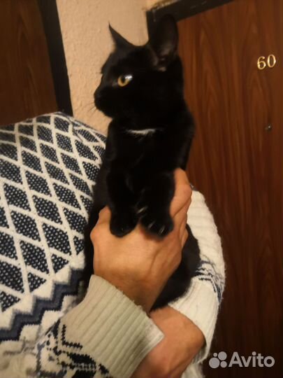 Кашечка ждет своих хозяев