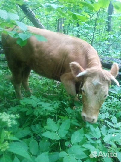 Корова(телка)