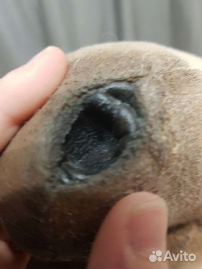 Продаю ретивого хорса для хоббихорсинга