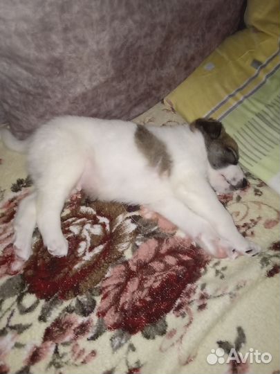 Возьмите щенков