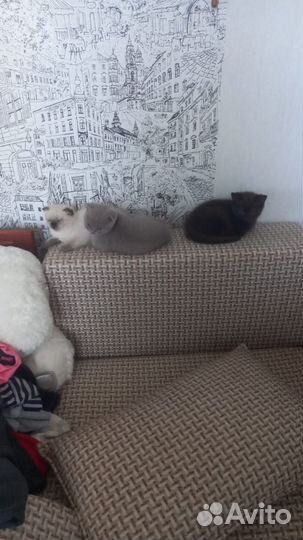 Британская вислоухая кошка
