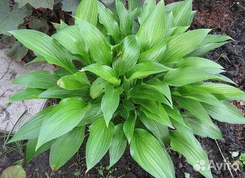 Цветы садовые многолетние