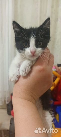 Маленький котенок ищет свой дом