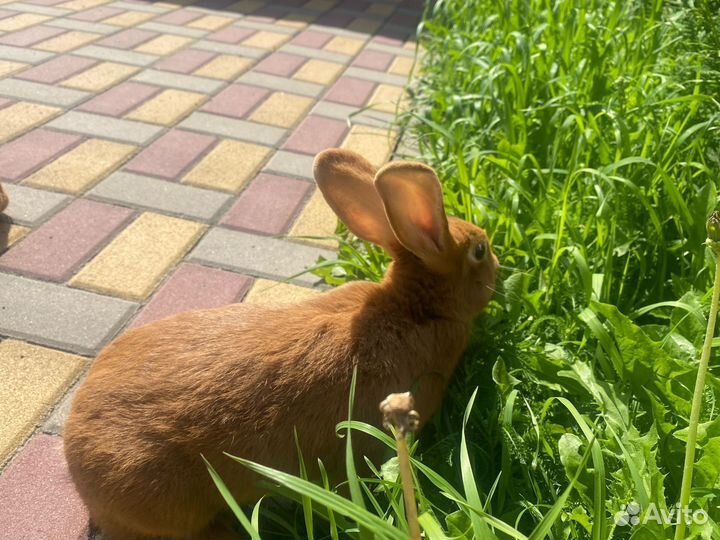 Кролики нзк